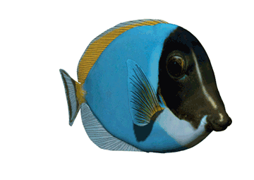 Great Aquarium Fish Gif Images at Best Animations