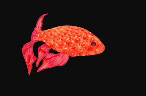 Goldfish Animated Gif Pictures at Best Animations