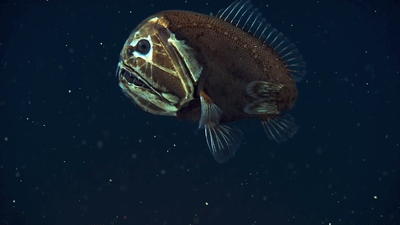 deep-underwater-amazing-fish-animated-gif-picture-5.gif