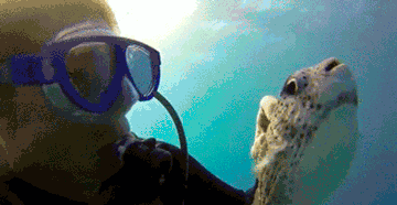 Ocean Fish Animated Gifs Underwater Amazing Pictures - Best Animations