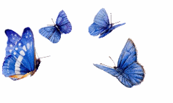 Animated Butterfly Image Collection at Best Animations