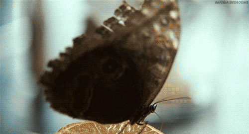 Beautiful Animated Butterfly Gifs at Best Animations