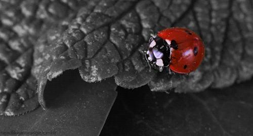 Ladybug Animated Gifs at Best Animations