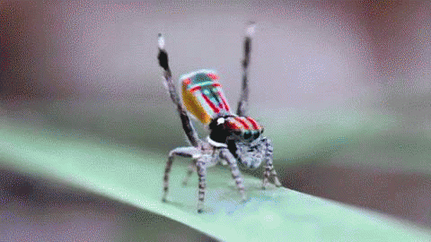 Awesome Animated Spider Gifs at Best Animations