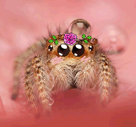 Awesome Animated Spider Gifs at Best Animations