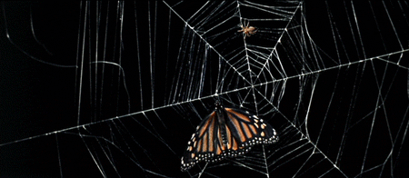spiderweb-animated-gif-3.gif