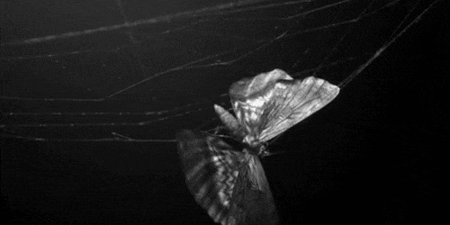 http://bestanimations.com/Animals/Insects/Spiders/spiderweb-animated-gif-6.gif