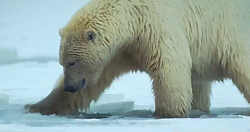 Funny Amazing Bear Gifs - Best Animations