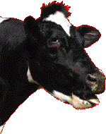 Funny Cow Animated Gifs - Best Animations