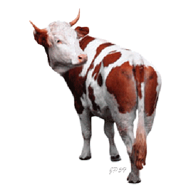 Funny Cow Animated Gifs - Best Animations
