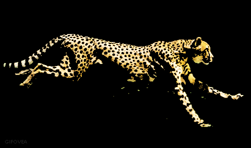 Amazing Animated Cheetah Leopard Panther Cat  Gifs at 