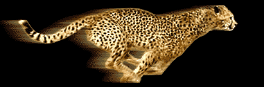 Image result for cheetah gifs
