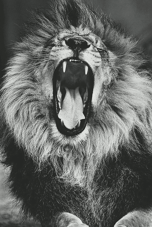 angry: Get Roaring Angry Lion Gif Gif