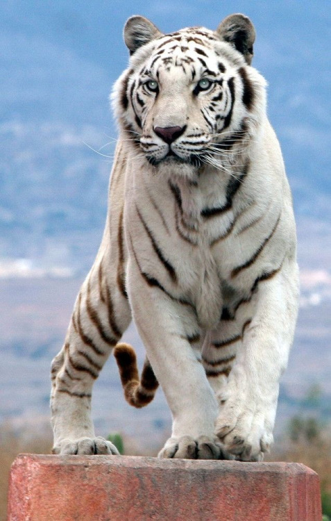 Amazing Animated White Tiger Gif Images at Best Animations