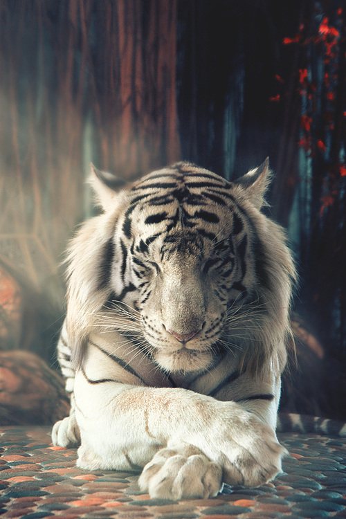 Amazing Animated White Tiger Gif Images at Best Animations