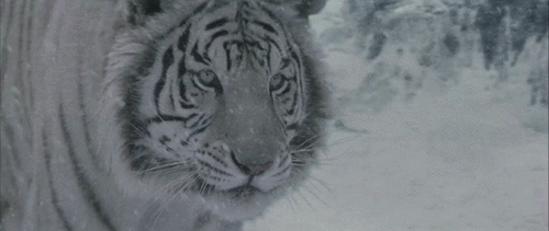 white-tiger-snow-animated-gif.gif