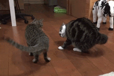 Funny Cat Fight Gif 2 