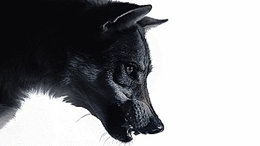 25 Amazing Wolf Animated Gif Pictures - Best Animations