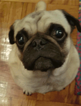 Pug Animated Gif Pictures - Best Animations