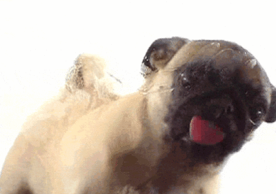Pug Animated Gif Pictures - Best Animations