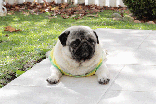  Pug  Animated  Gif Pictures  Best Animations 