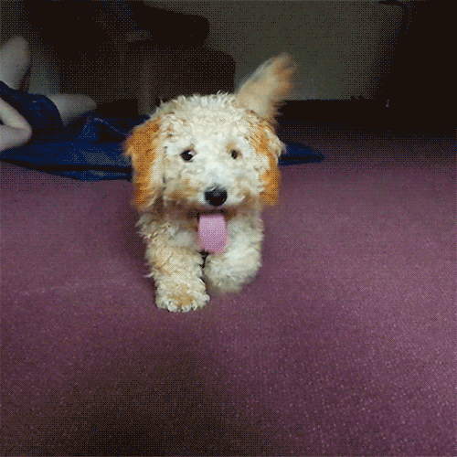 Funny Cute Animated Dog Gifs at Best Animations