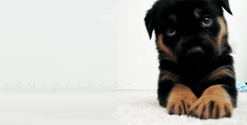 Adorable Animated Puppy Gifs - Best Animations