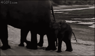Amazing Animated Elephant Gif Images at Best Animations