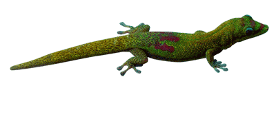 Cool Animated Lizard And Crocodile Gifs at Best Animations