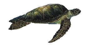 turtle animated gif