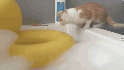 https://bestanimations.com/Animals/animals2/funny-cat-jumps-water-fail.gif