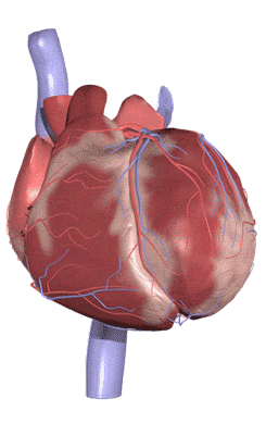 Heart Brain Body Organs Animated Gifs at Best Animations