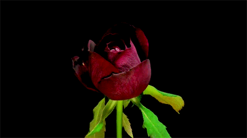 rose-animated-gif-17.gif