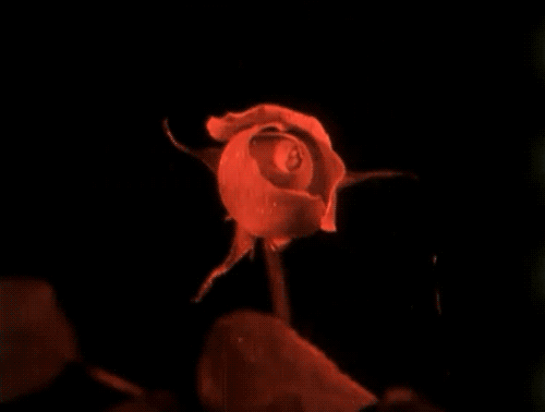 rose-animated-gif-3.gif