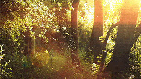 Gif Théme : Fleurs / Plantes / Arbres / Nature Forest-trees-animated-gif-2