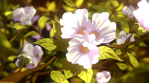 Flower Gifs Images - Best Animations