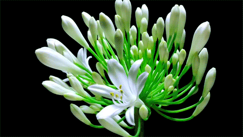 16 Beautiful Flowers Animated Gifs - Best Animations