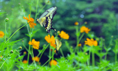 butterfly-meadow-flo