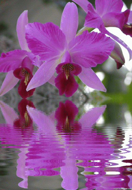 orchid Oncidium alliance