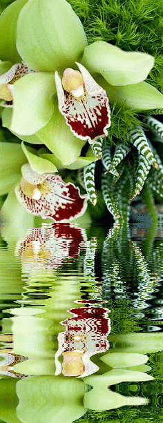 10 Beautiful Orchid Flower Animated Gifs - Best Animations