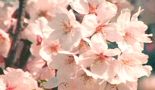 Cherry Blossom Flower Anime Gif