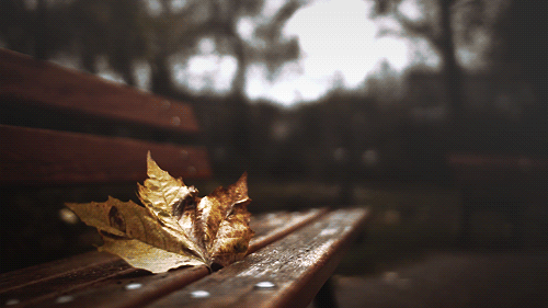Autumn Animated Images ~ Falling Into Autumn Leaves (17 Gifs ...