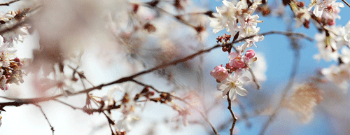 cherry-blossoms-spring-nature-gif-12.gif