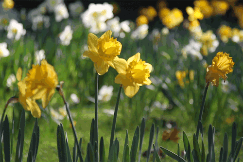 daffodils-spring-nature-gif-1.gif