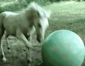 Funny Horse Fail Ball Rolling