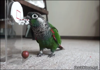 Funny Parrot Dunks Basketball