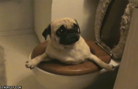 Funny Dog In Bathroom