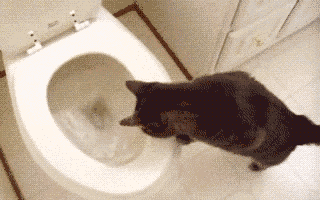 Cat In Bathroom Toilet