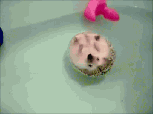 Hedgehog Floating in Water