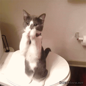 Funny Cat In Bathroom